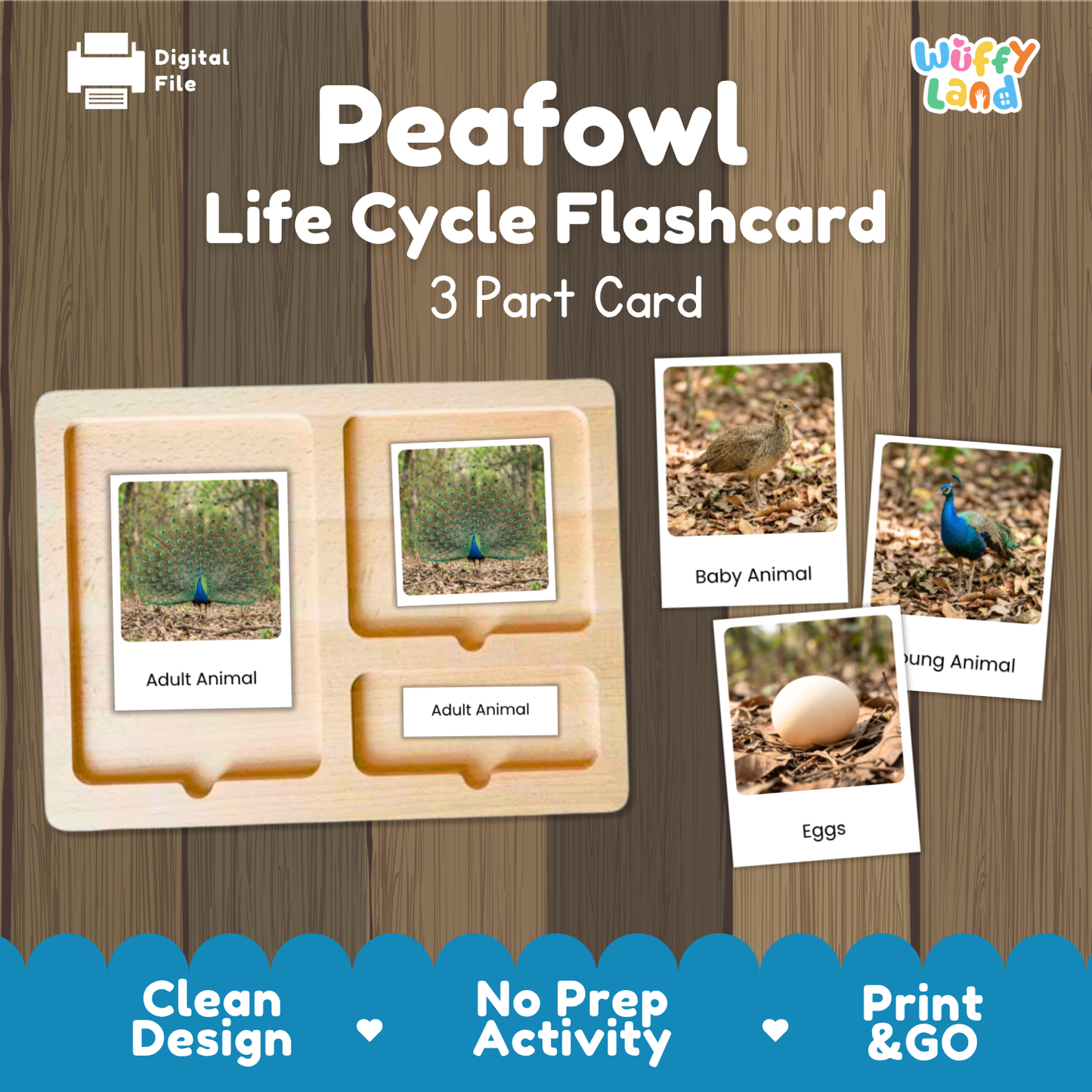 Peafowl Life Cycle Flashcard 3 Part Card