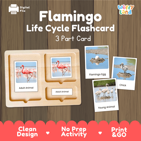 Flamingo Life Cycle Montessori 3-Part Cards - Science Zoology Bird Flashcards