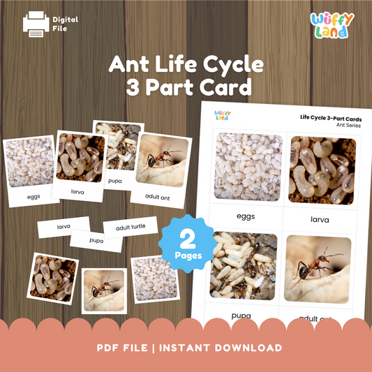 -Ant Life Cycle 3-Part Cards - Montessori Science Activity | Real Photos & Labels