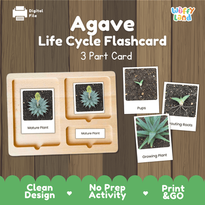 Agave Life Cycle Montessori 3-Part Cards - Science Botany Flashcards