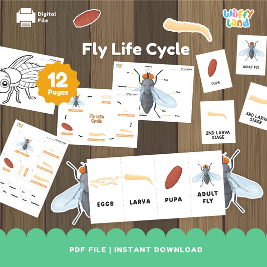 Fly Life Cycle Printable - Educational Science Activity for Kids - Montessori Inspired Learning