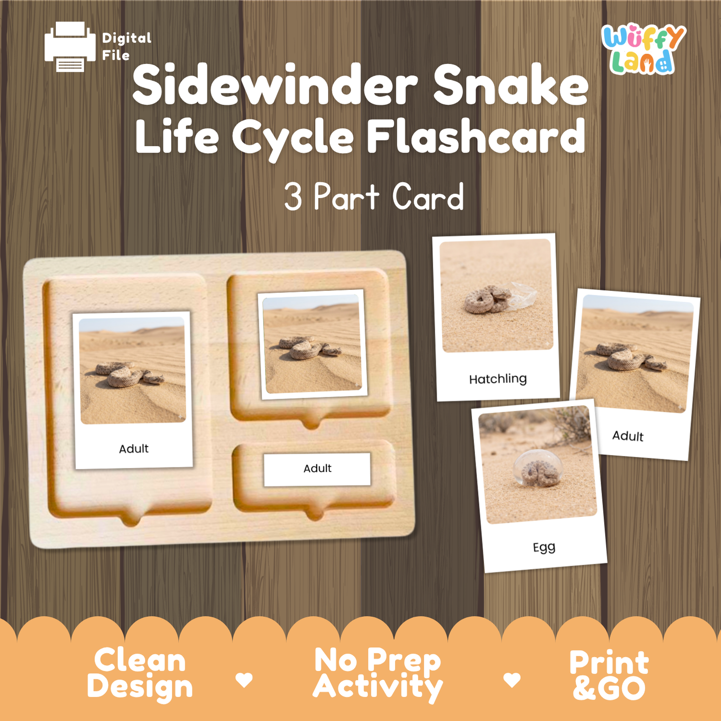 Sidewinder Snake Life Cycle Flashcards 3 Part Cards Montessori Science Activity
