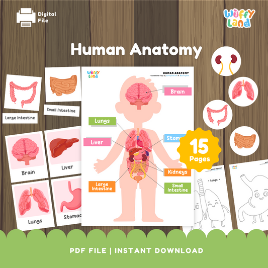 Human Anatomy