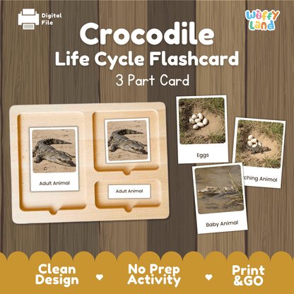Crocodile Life Cycle Montessori 3-Part Cards - Science Zoology Reptile Flashcard