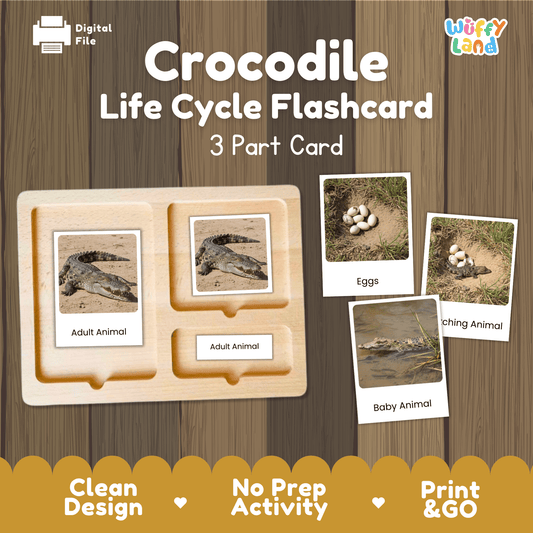 Crocodile Life Cycle Montessori 3-Part Cards - Science Zoology Reptile Flashcard