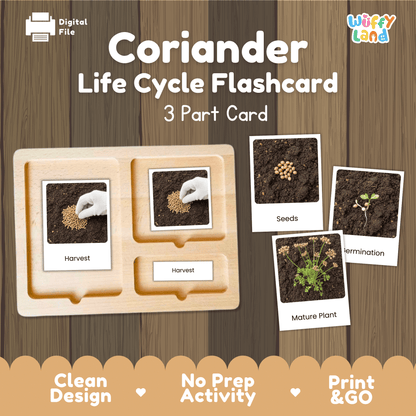 Coriander Life Cycle Montessori 3-Part Cards - Science Botany Flashcards