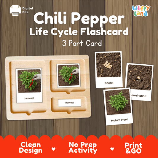 Chili Pepper Life Cycle Flashcards Montessori 3 Part Cards Science Activity Garden