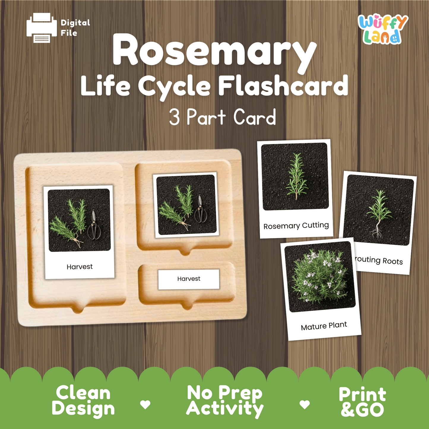 Rosemary Life Cycle Montessori 3-Part Cards - Science Botany Flashcards