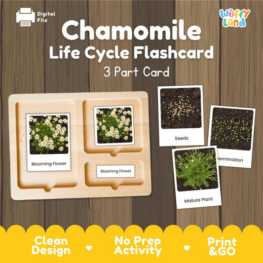 Chamomile Life Cycle Montessori 3-Part Cards - Science Botany Flashcards