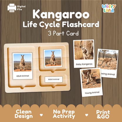 Kangaroo Life Cycle Montessori 3-Part Cards Science Zoology Marsupial Flashcards