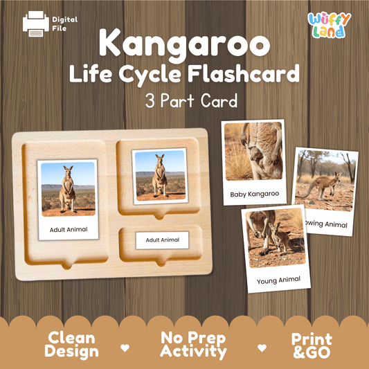 Kangaroo Life Cycle Montessori 3-Part Cards Science Zoology Marsupial Flashcards