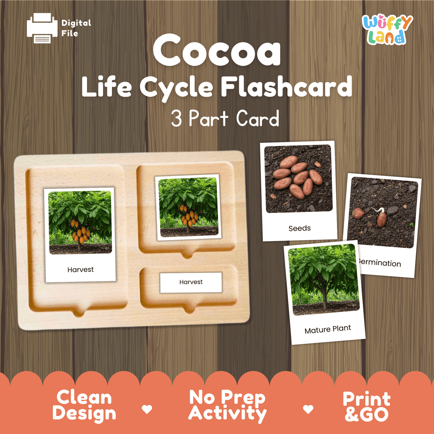 Cocoa Life Cycle Montessori 3-Part Cards - Science Botany Flashcards