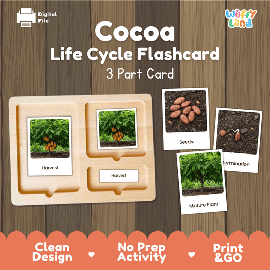 Cocoa Life Cycle Montessori 3-Part Cards - Science Botany Flashcards