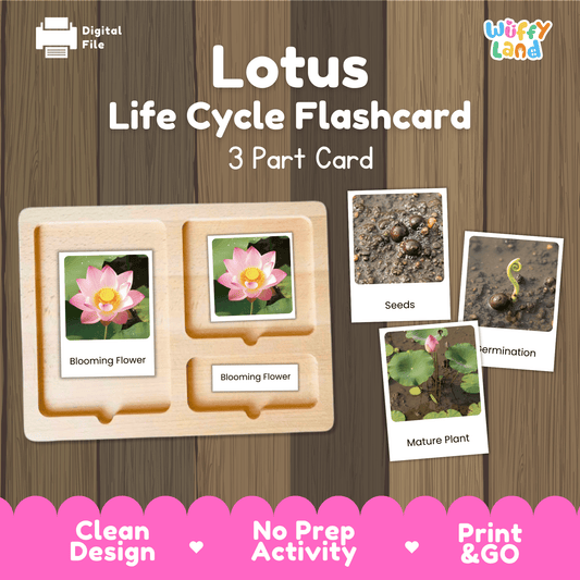 Lotus Life Cycle Montessori 3-Part Cards - Science Botany Flashcards