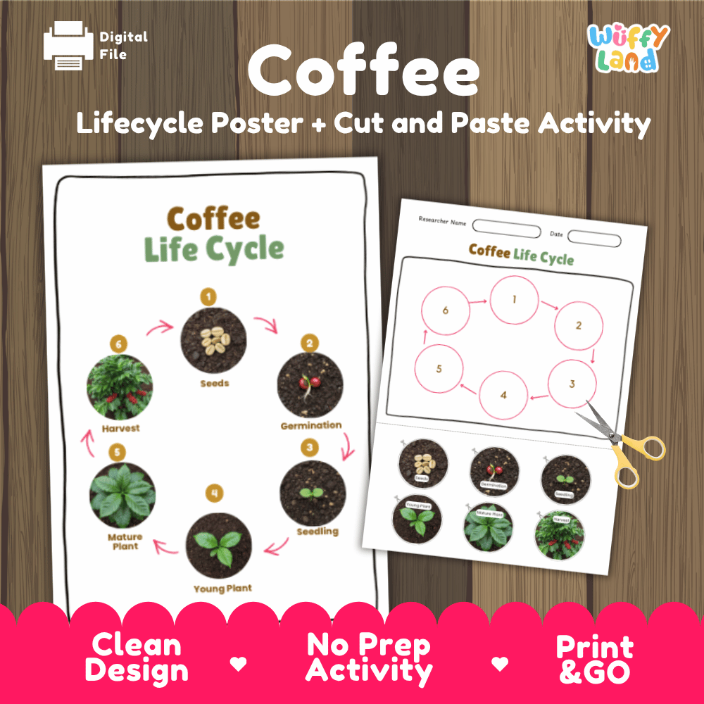 Coffee Lifecycle Poster and Cut and Paste Activity Worksheets | Plant Science Printables