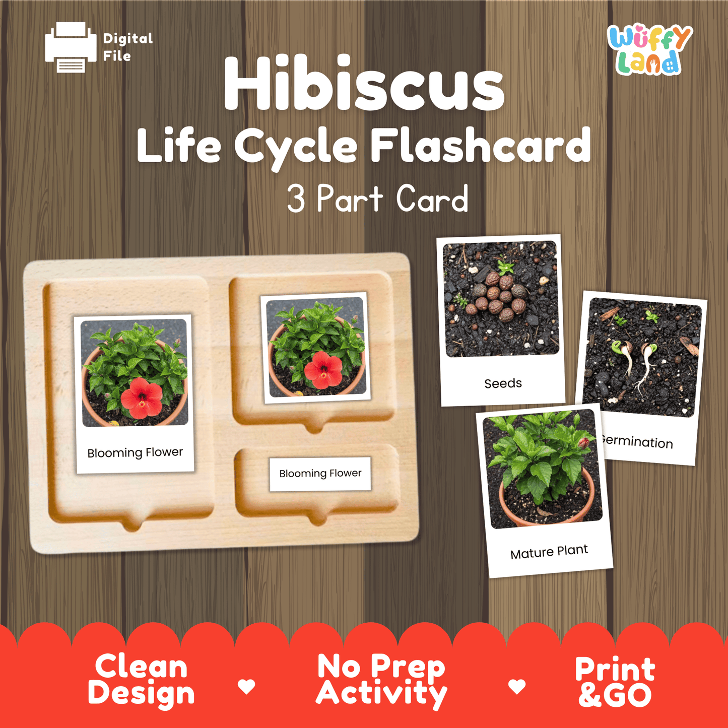 Hibiscus Life Cycle Montessori 3-Part Cards - Science Botany Flashcards