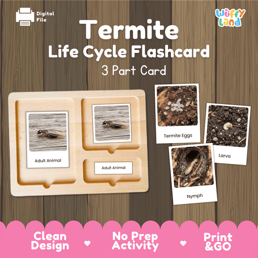 Termite Life Cycle Montessori 3-Part Cards - Science Zoology Insect Flashcards