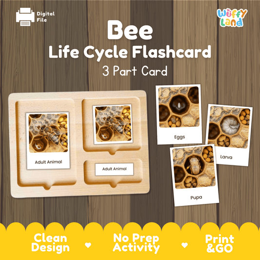 Bee Life Cycle Montessori 3-Part Cards - Science Zoology Flashcards