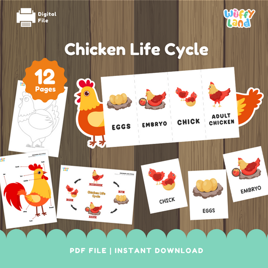 Chicken Life Cycle Printable - Educational Activity for Kids