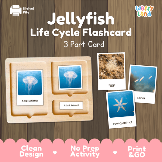 Jellyfish Life Cycle Montessori 3-Part Cards - Science Zoology Marine Flashcards