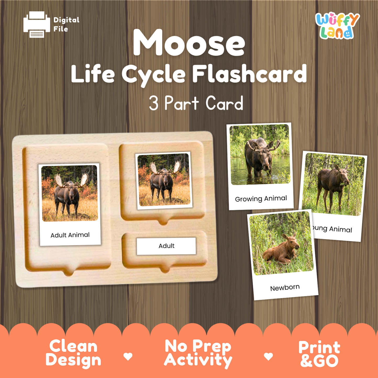 Moose Life Cycle Flashcards | 3 Part Cards Biology Activity