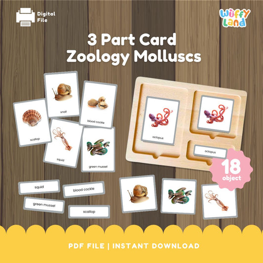Kartu 3 Bagian Montessori Zoologi Moluska atau Moluska 