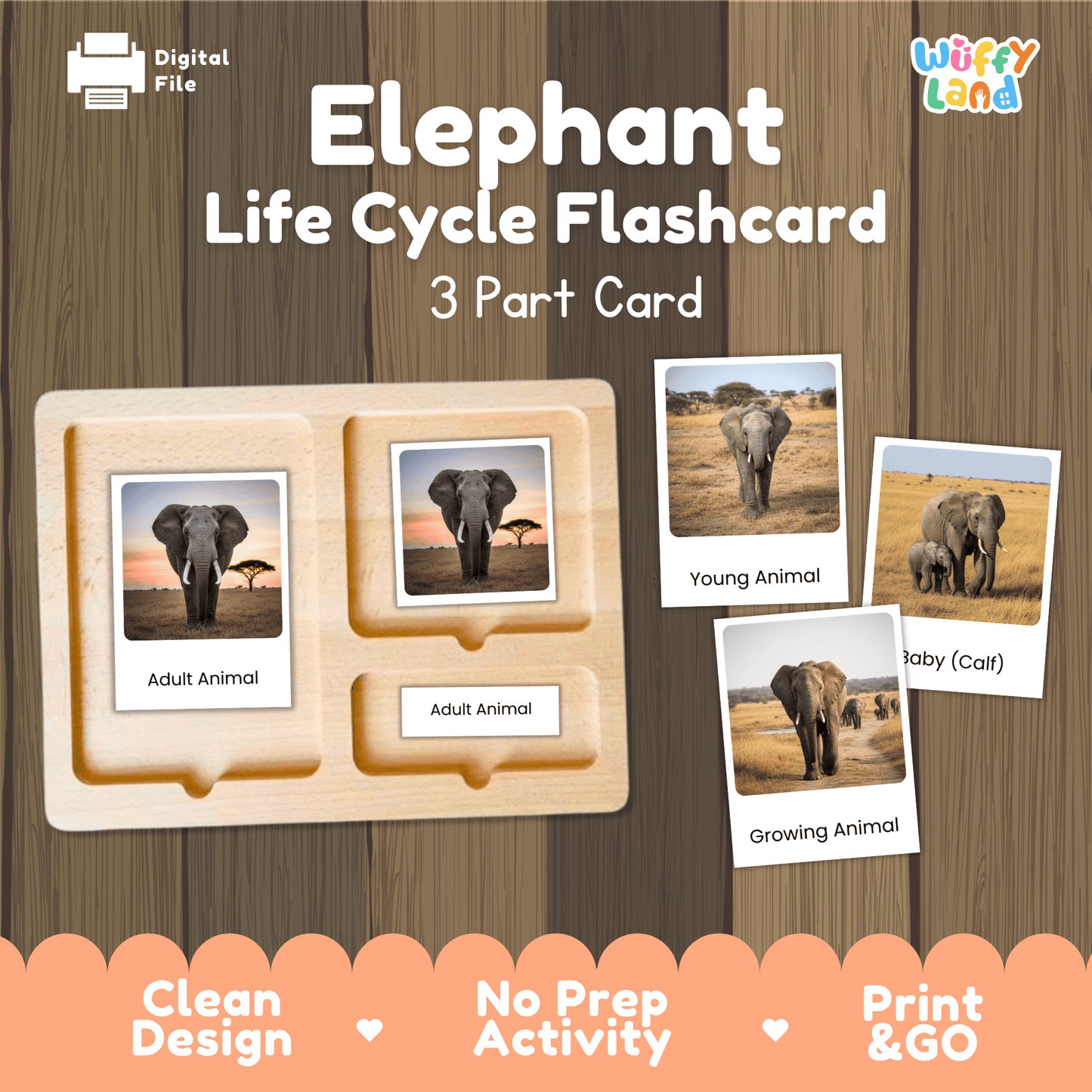 Elephant Life Cycle Montessori 3-Part Cards - Science Zoology Flashcards
