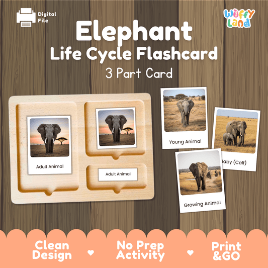 Elephant Life Cycle Montessori 3-Part Cards - Science Zoology Flashcards