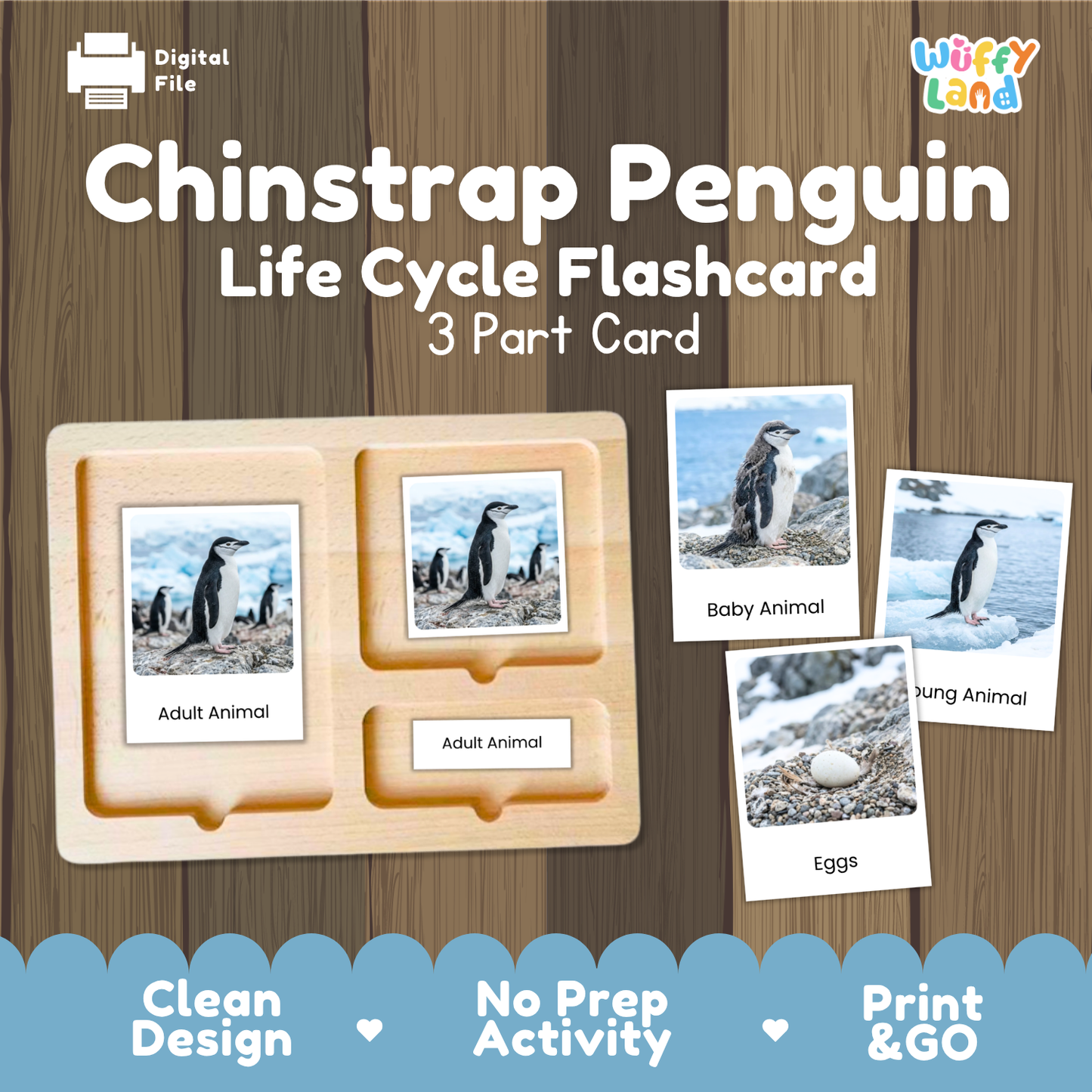 Chinstrap Penguin Life Cycle Flashcards | Montessori 3 Part Cards Science Activity