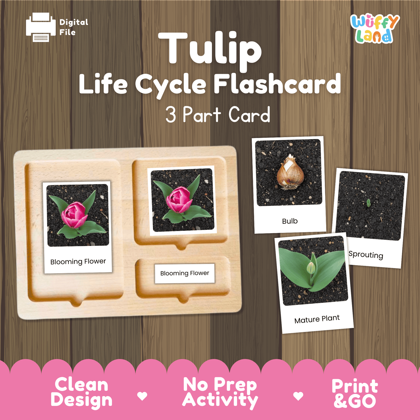 Tulip Life Cycle Montessori 3-Part Cards - Science Botany Flashcards