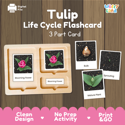 Tulip Life Cycle Montessori 3-Part Cards - Science Botany Flashcards