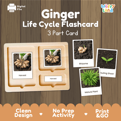 Ginger Life Cycle Montessori 3-Part Cards - Science Botany Flashcards