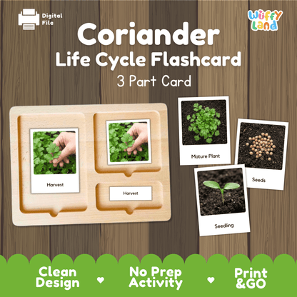 Coriander Life Cycle Flashcards Montessori 3 Part Cards Science Activity Garden