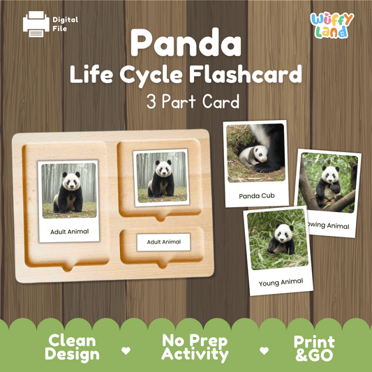 Panda Life Cycle Montessori 3-Part Cards - Science Zoology Mammal Flashcards