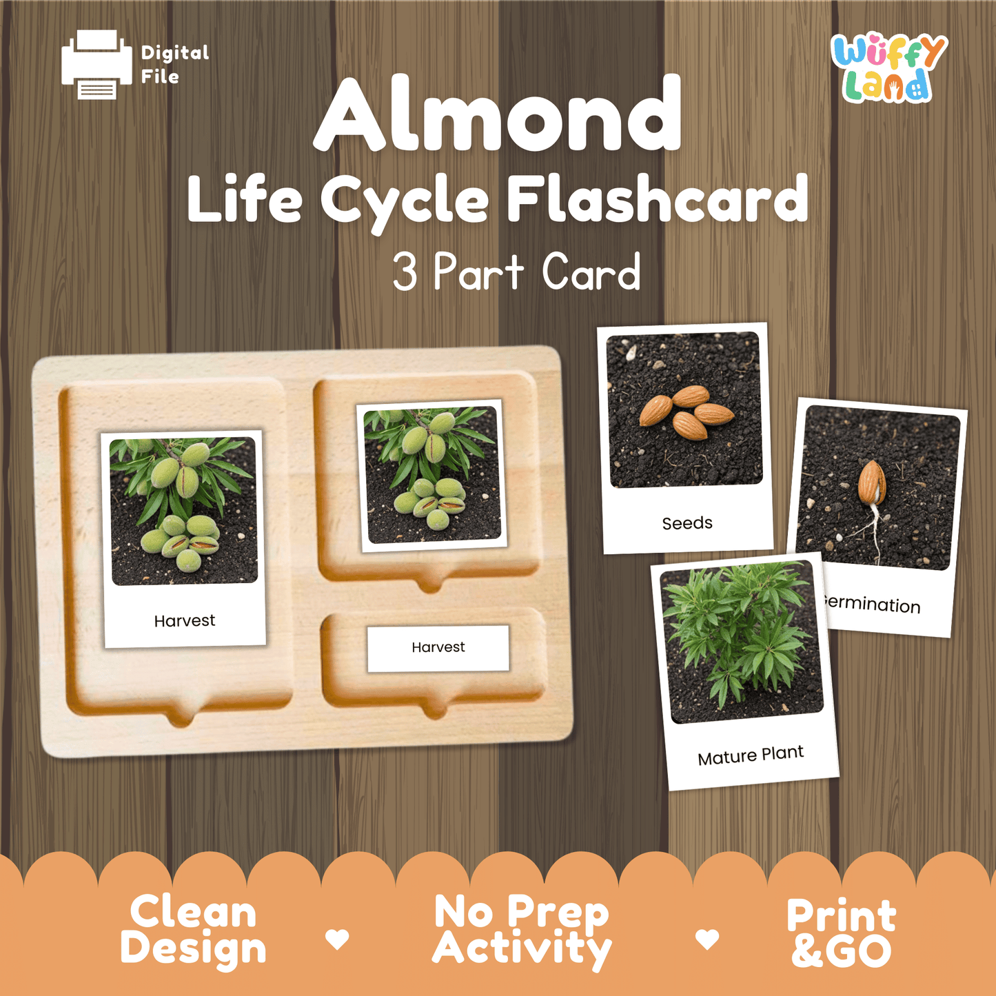 Almond Life Cycle Montessori 3-Part Cards - Science Botany Flashcards