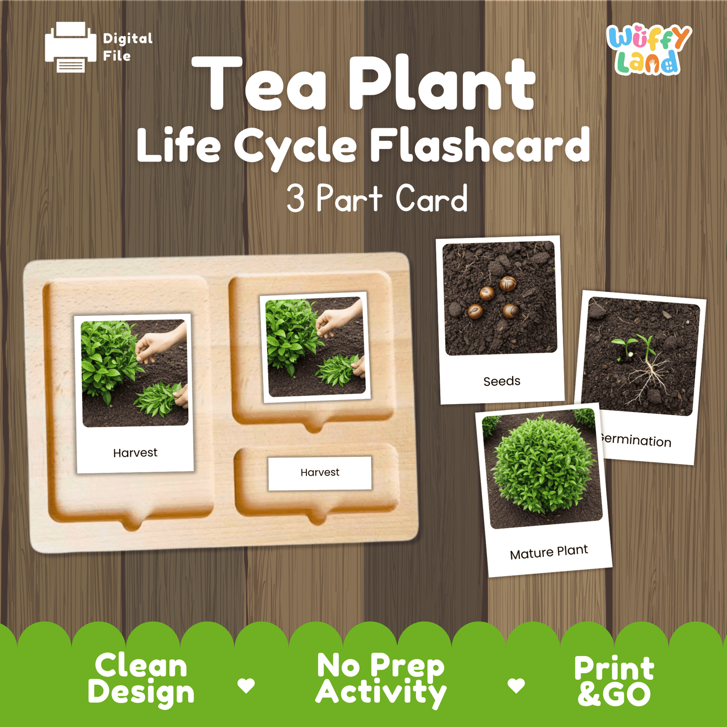 Tea Plant Life Cycle Montessori 3-Part Cards - Science Botany Flashcards