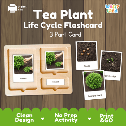 Tea Plant Life Cycle Montessori 3-Part Cards - Science Botany Flashcards