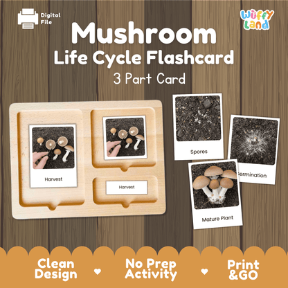 Mushroom Life Cycle Montessori 3-Part Cards - Science Botany Flashcards
