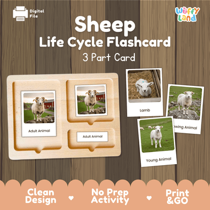 Sheep Life Cycle Montessori 3-Part Cards - Science Zoology Flashcard