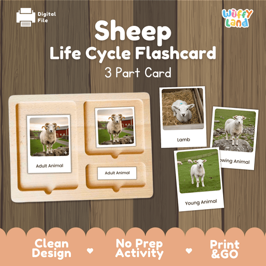 Sheep Life Cycle Montessori 3-Part Cards - Science Zoology Flashcard