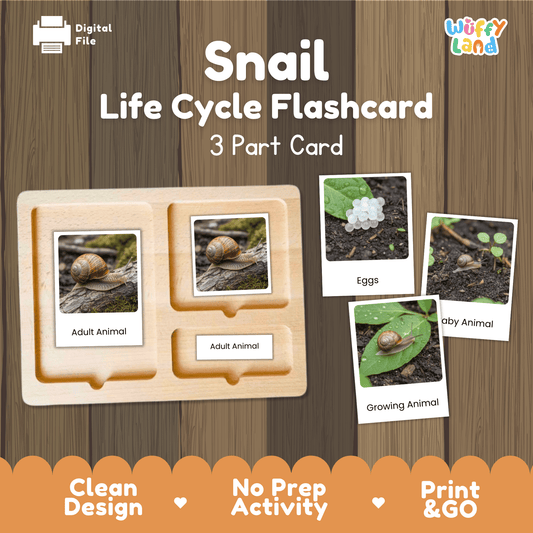 Snail Life Cycle Montessori 3-Part Cards - Science Zoology Flashcards