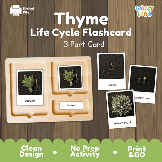 Thyme Life Cycle Montessori 3-Part Cards - Science Botany Flashcards