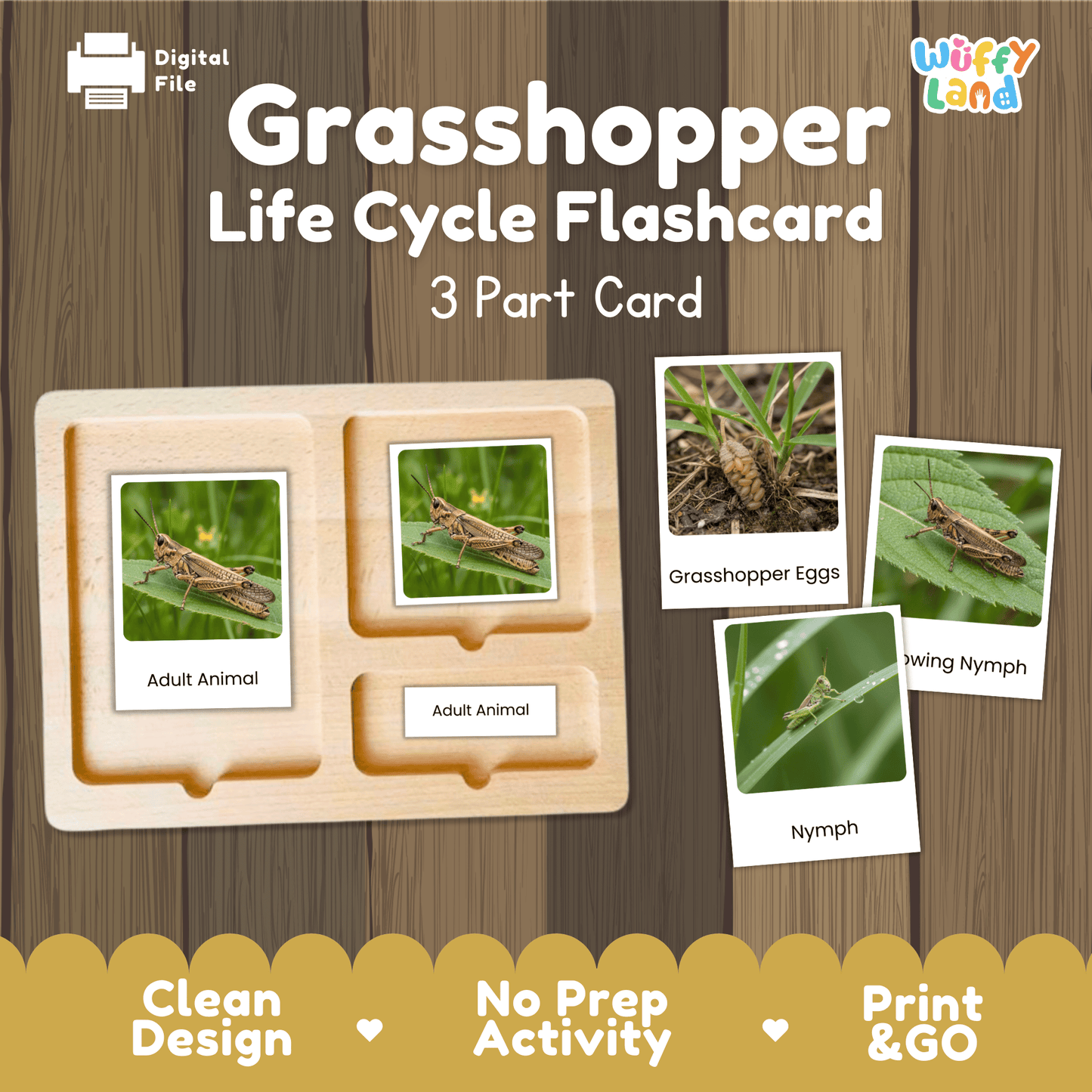 Grasshopper Life Cycle Montessori 3-Part Cards Science Zoology Insect Flashcards