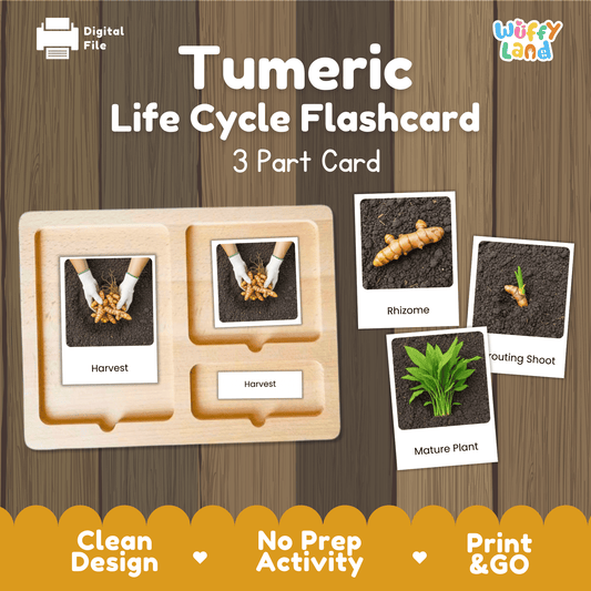 Turmeric Life Cycle Montessori 3-Part Cards - Science Botany Flashcards