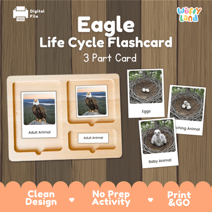 Bald Eagle Life Cycle Montessori 3-Part Cards - Science Zoology Flashcards
