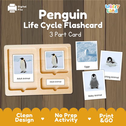 Penguin Life Cycle Montessori 3-Part Cards - Science Zoology Flashcards