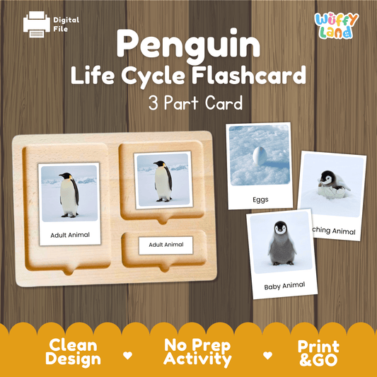 Penguin Life Cycle Montessori 3-Part Cards - Science Zoology Flashcards