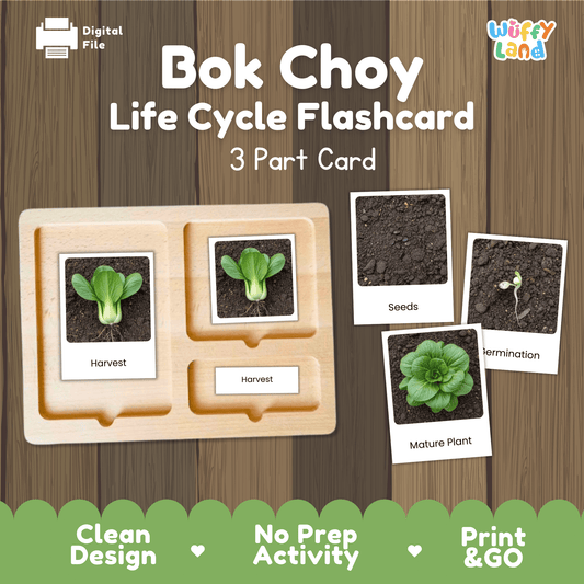 Bok Choy Life Cycle Flashcards Montessori 3 Part Cards Science Activity Garden