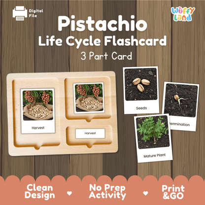 Pistachio Life Cycle Montessori 3-Part Cards - Science Botany Flashcards