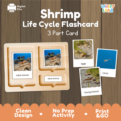 Shrimp Life Cycle Montessori 3-Part Cards - Science Zoology Flashcards